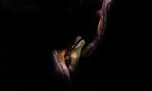 【夢占い】蛇の夢は良い夢?状況毎に意味合いが変わるので確認しよう