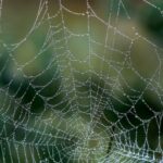 【夢占い】蜘蛛の大きさや状況で意味が変わる!吉夢や凶夢の内容は?