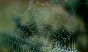 【夢占い】蜘蛛の大きさや状況で意味が変わる！吉夢や凶夢の内容は？