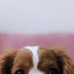【夢占い】犬が出てくる夢の意味は?なつく?吠える?妊娠・出産している?