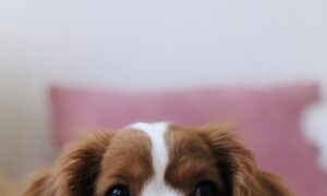 【夢占い】犬が出てくる夢の意味は?なつく?吠える?妊娠・出産している?