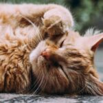 【夢占い】猫が出てくる夢の意味は?飼う・逃げる・助けるなどの意味