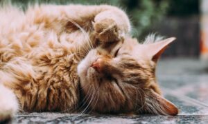 【夢占い】猫が出てくる夢の意味は?飼う・逃げる・助けるなどの意味